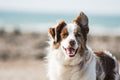 Pet GPS Tracker Collar